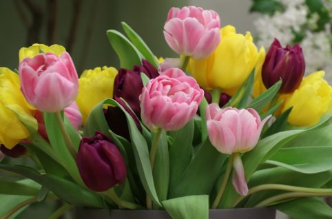 チューリップ tulips