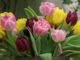 チューリップ tulips