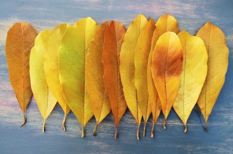 11月のレッスンスケジュール　葉っぱ