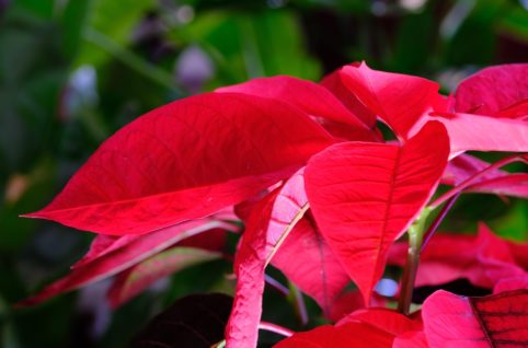 2025年12月のレッスンスケジュール